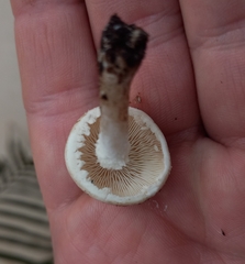 Leucoagaricus nympharum