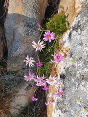 Knowltonia tenuifolia