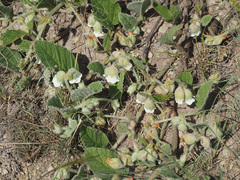 Hermannia geniculata