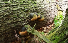 Phellinus igniarius