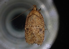 Agonopterix thelmae