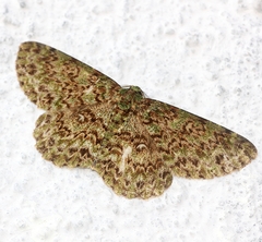 Ophthalmitis