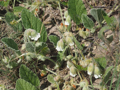 Hermannia geniculata