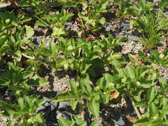 Acanthospermum australe