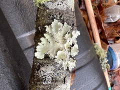 Parmotrema hypotropum
