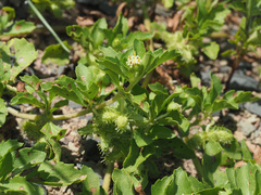 Acanthospermum australe