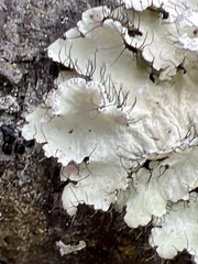 Parmotrema hypotropum