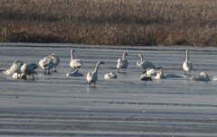 Cygnus columbianus