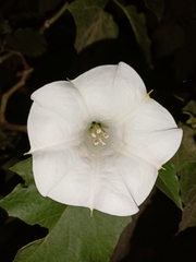 Datura
