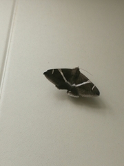 Bastilla arctotaenia