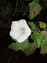 Datura
