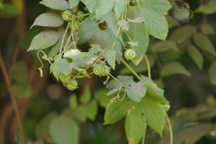 Diplocyclos palmatus