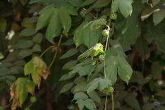 Diplocyclos palmatus