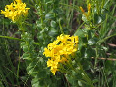 Sebaea sedoides