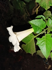 Datura