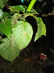 Datura