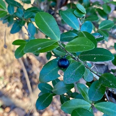 Ilex crenata