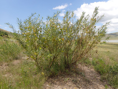 Gomphocarpus fruticosus