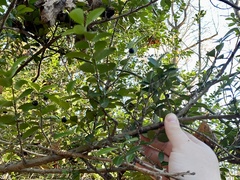 Ilex crenata