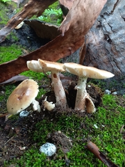 Amanita rubescens