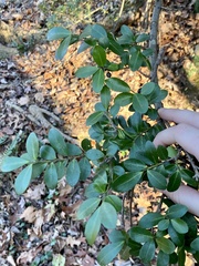 Ilex crenata
