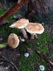 Amanita rubescens