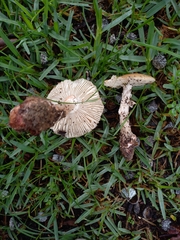 Amanita rubescens