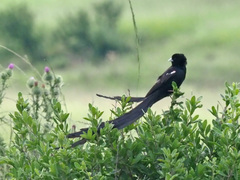 Euplectes progne progne