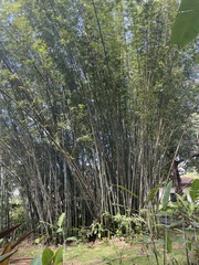 Bambusa vulgaris