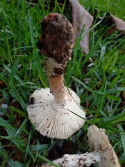Amanita rubescens
