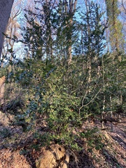 Ilex crenata
