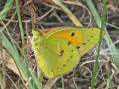 Colias electo electo