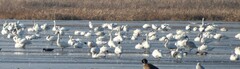 Cygnus columbianus
