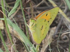 Colias electo electo