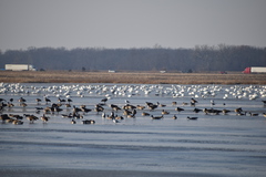 Cygnus columbianus