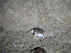 Fejervarya cancrivora