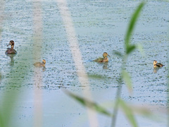 Netta erythrophthalma