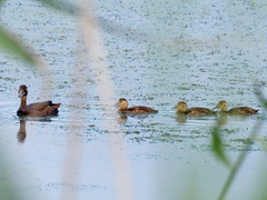 Netta erythrophthalma