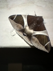 Bastilla crameri