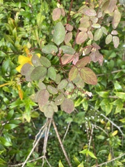 Oxalis barrelieri