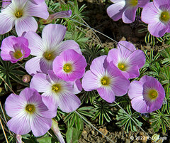 Oxalis adenophylla