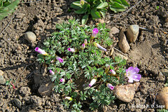 Oxalis adenophylla