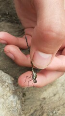 Chlorolestes tessellatus