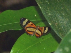Nymphalidae