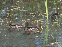 Anas undulata