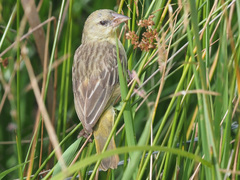 Ploceus