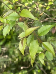 Maytenus acuminata acuminata