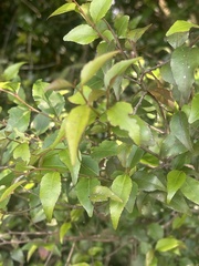 Maytenus acuminata acuminata