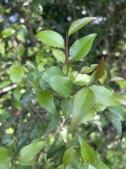 Maytenus acuminata acuminata