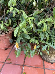 Pachystachys lutea